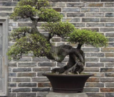 Ficus Microcarpa Tree Seed Inside Very Beautiful Garden of House Decortion