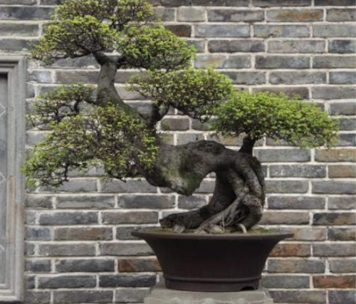 Ficus Microcarpa Tree Seed Inside Very Beautiful Garden of House Decortion