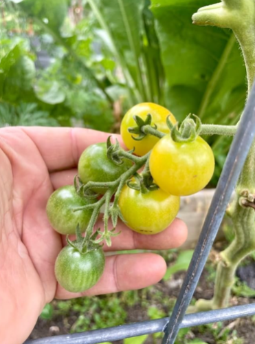 Lemon Cherry Organic, Heirloom, Open Pollinated, Blight-Resistant Tomato Seeds