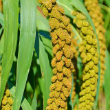 Red Foxtail Millet Seeds - High-Yield Premium Grain with Sticky Fragrant Texture and Easy Cultivation