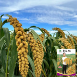 Jugu 36 Foxtail Millet Seeds - Premium High Yield Sticky Fragrant Easy Cultivation