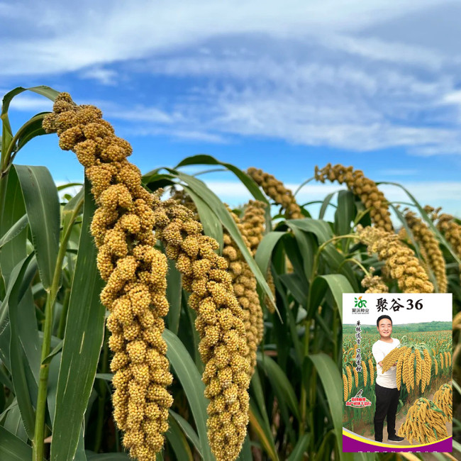 Jugu 36 Foxtail Millet Seeds - Premium High Yield Sticky Fragrant Easy Cultivation