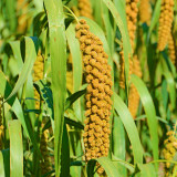 Red Foxtail Millet Seeds - High-Yield Premium Grain with Sticky Fragrant Texture and Easy Cultivation