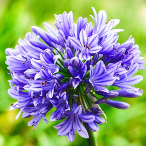 Blue Lily of the Nile Agapanthus Africanus Seeds