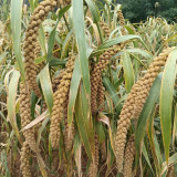 Jugu 36 Foxtail Millet Seeds - Premium High Yield Sticky Fragrant Easy Cultivation