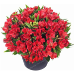Alstroemeria Seed Peruvian Lily Alstroemeria Inca Bandit Princess Lily Seed Flower Seed Planta