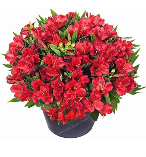 Alstroemeria Seed Peruvian Lily Alstroemeria Inca Bandit Princess Lily Seed Flower Seed Planta