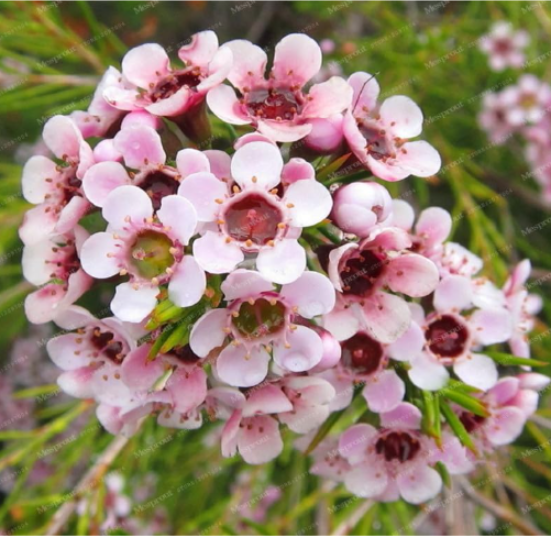 Geraldton Wax Flower Seeds Home Garden Beautiful Garden