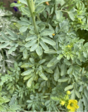 Puerto Rican Grown Ruda Seeds Ruta Graveolens Organic Non GMO