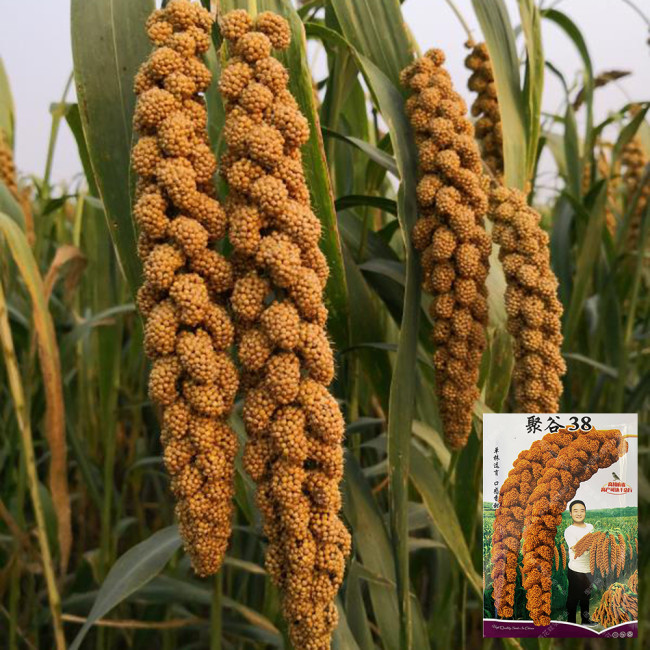 Red Foxtail Millet Seeds - High-Yield Premium Grain with Sticky Fragrant Texture and Easy Cultivation