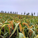 Jugu 36 Foxtail Millet Seeds - Premium High Yield Sticky Fragrant Easy Cultivation