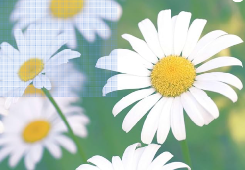 Single White English Daisy Seeds Bellis perennis