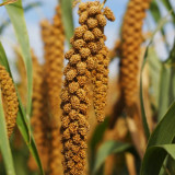 Red Foxtail Millet Seeds - High-Yield Premium Grain with Sticky Fragrant Texture and Easy Cultivation