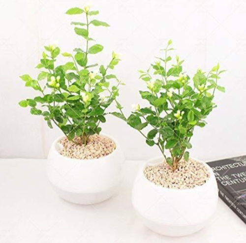 Gardenia Bulb (Cape Jasmine) Flower Bulbs Open Pollinate Smell Fragrant Balcony Plant