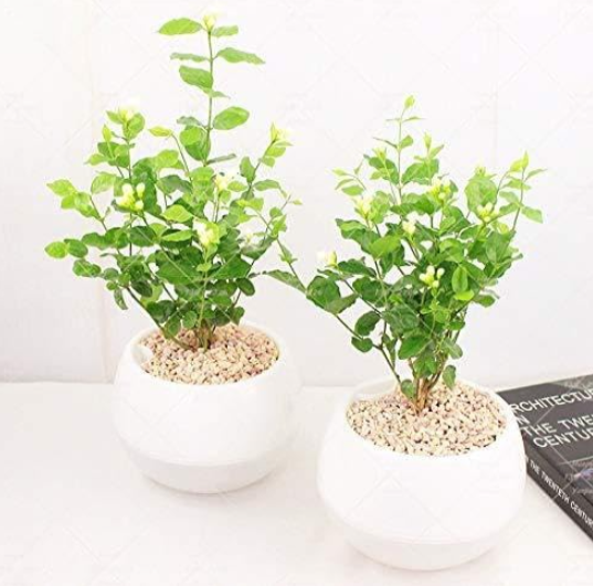Gardenia Bulb (Cape Jasmine) Flower Bulbs Open Pollinate Smell Fragrant Balcony Plant