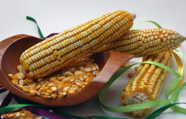 REID'S Yellow DENT cornmeal Seeds