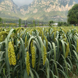 Jugu 36 Foxtail Millet Seeds - Premium High Yield Sticky Fragrant Easy Cultivation