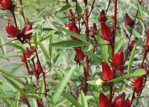 Roselle Seeds Asian Sour Leaf Hibiscus sabdariffa