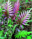Japanese Rare Creeper Boston Fern Seed Vines Grass Foliage Plants Ornamental Plant