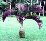 Bottle Palm Seed Exotic Lady Palm Indoor Plants Rhapis Excelsa Home Garden Tree (Color: 20)