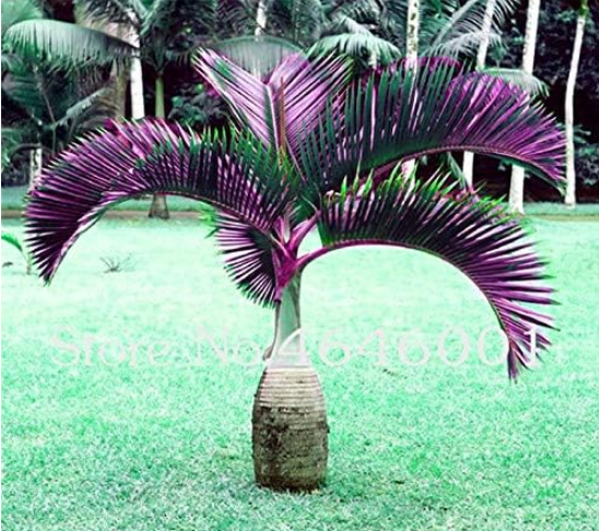 Bottle Palm Seed Exotic Lady Palm Indoor Plants Rhapis Excelsa Home Garden Tree (Color: 20)