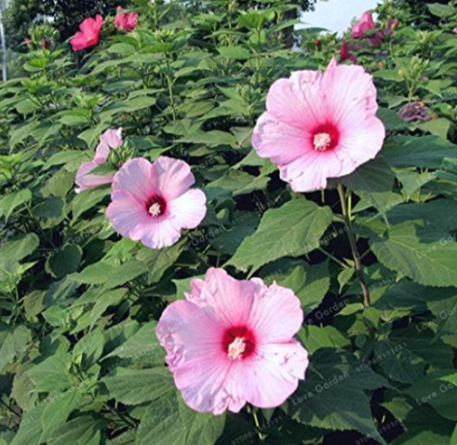 Hibiscus Moscheutos Seed Giant Hibiscus Flower Perennial