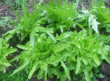 Seeds Oak Leaf Lettuce/organically Grown/Free S/H