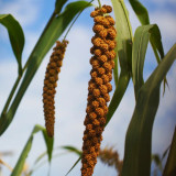 Red Foxtail Millet Seeds - High-Yield Premium Grain with Sticky Fragrant Texture and Easy Cultivation