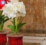 Amaryllis Seeds Not Bulbs Flower, Hippeastrum for Home&Garden Barbados Lily Flower Pot - (Color: 3)