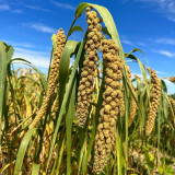 Jugu 36 Foxtail Millet Seeds - Premium High Yield Sticky Fragrant Easy Cultivation