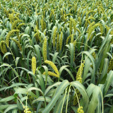 Jugu 36 Foxtail Millet Seeds - Premium High Yield Sticky Fragrant Easy Cultivation