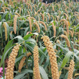 Jugu 36 Foxtail Millet Seeds - Premium High Yield Sticky Fragrant Easy Cultivation