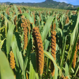 Red Foxtail Millet Seeds - High-Yield Premium Grain with Sticky Fragrant Texture and Easy Cultivation