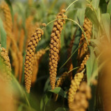 Red Foxtail Millet Seeds - High-Yield Premium Grain with Sticky Fragrant Texture and Easy Cultivation