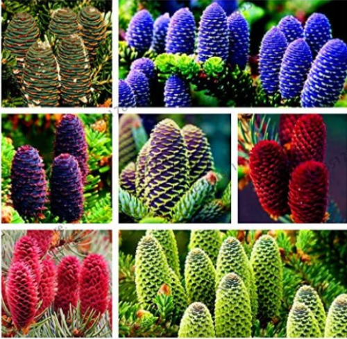 Korean Fir Abies koreana Seed Tree plantas Garden Decoration Tree DIY for Home Plant (Color: Mix)