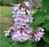 Beautiful Tree Seed Rare Plants Home Gardening Princess Tree Or Empress Tree Easy Grow