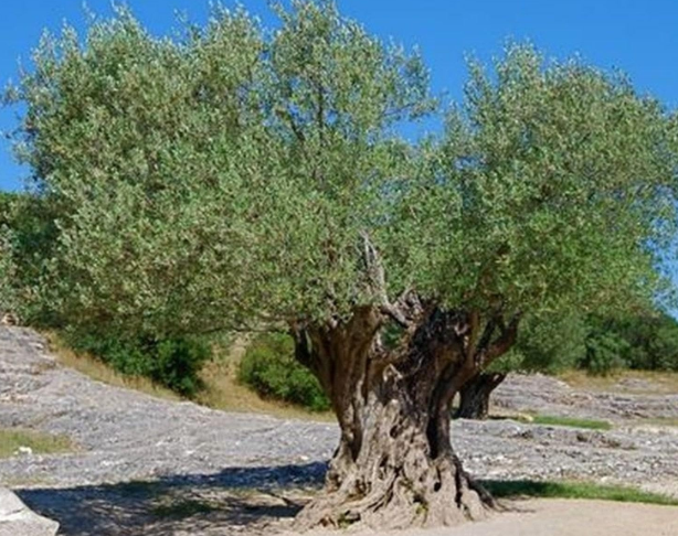 Olea Europaea Seeds