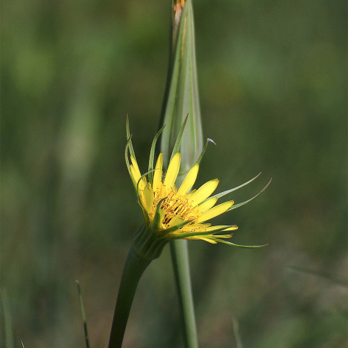 Giant Dandelion Seeds – Tragopogon orientalis | Large Puffball Flower Heads, Ideal for Dried Arrangements