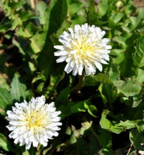 White Dandelion Seeds