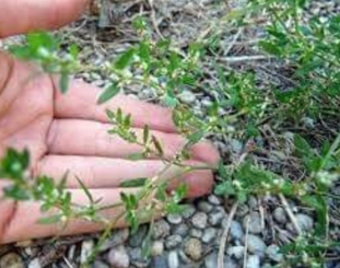 Knotgrass Herb (Polygonum Aviculare L) 35+ Seeds Rhizomes