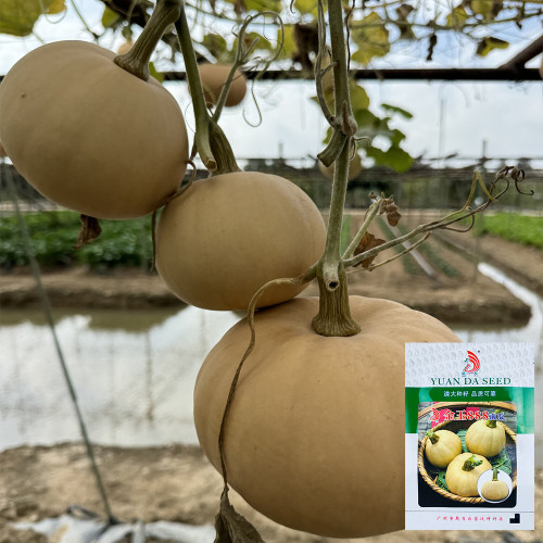 Jinyu 888 Pumpkin Seeds | Cream Pumpkin, Mid-Early Maturity, Oblate Fruit, High Yield & Disease Resistance