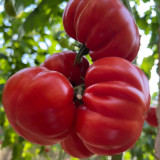Giant Steak Tomato Seeds - Mid-season variety, strong growth vigor, rich sweet and tangy flavor, easy to grow