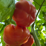 Giant Steak Tomato Seeds - Mid-season variety, strong growth vigor, rich sweet and tangy flavor, easy to grow