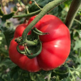Giant Steak Tomato Seeds - Mid-season variety, strong growth vigor, rich sweet and tangy flavor, easy to grow