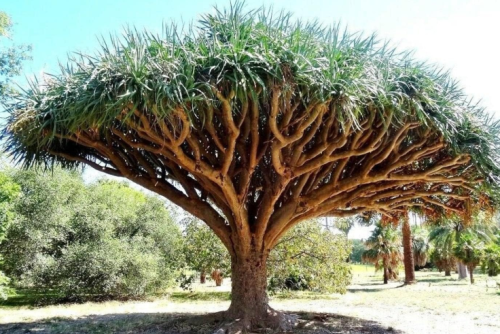 Dracaena Draco Seeds Dragon Blood Tree