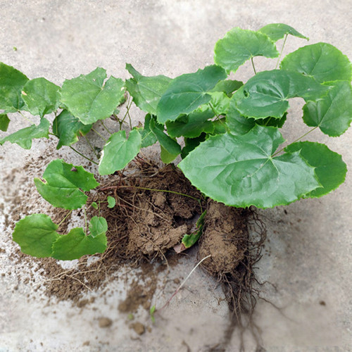 Epimedium Seedlings | Ground Cover for Moist Shade, Serrated Leaves & Panicle Flowers