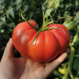 Giant Steak Tomato Seeds - Mid-season variety, strong growth vigor, rich sweet and tangy flavor, easy to grow