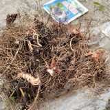Epimedium Seedlings | Ground Cover for Moist Shade, Serrated Leaves & Panicle Flowers