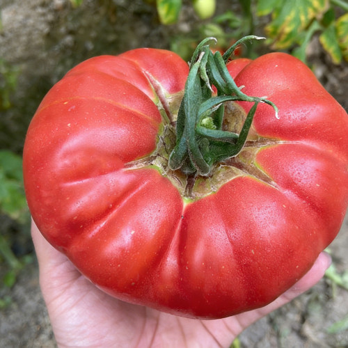 Giant Steak Tomato Seeds - Mid-season variety, strong growth vigor, rich sweet and tangy flavor, easy to grow