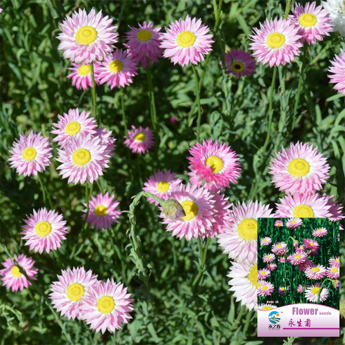 Hezhichun Helipterum Seeds – Everlasting Flower, Annual for Dried Floral Arrangements, Sun-Loving, Easy to Grow